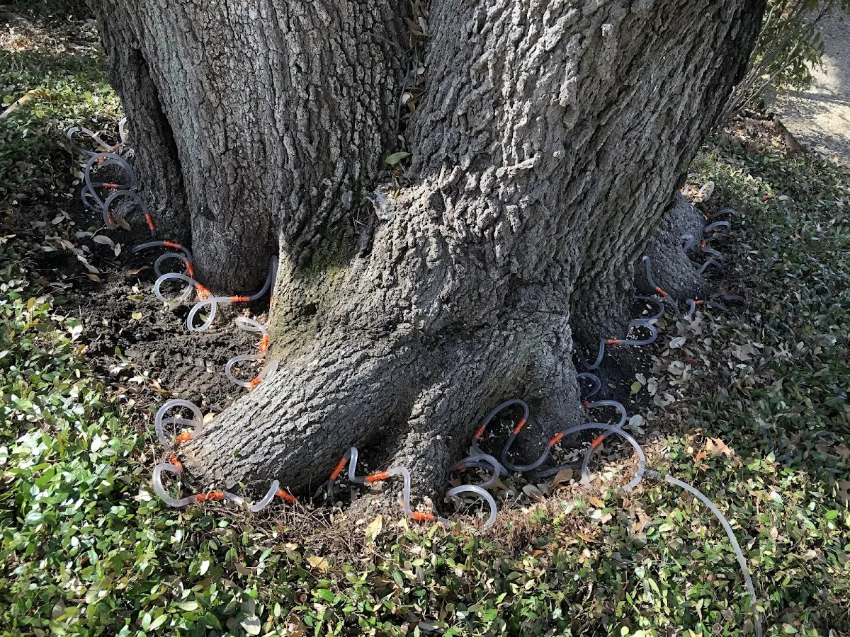 Detailed Shrub and Hedge Trimming job site in Ogema