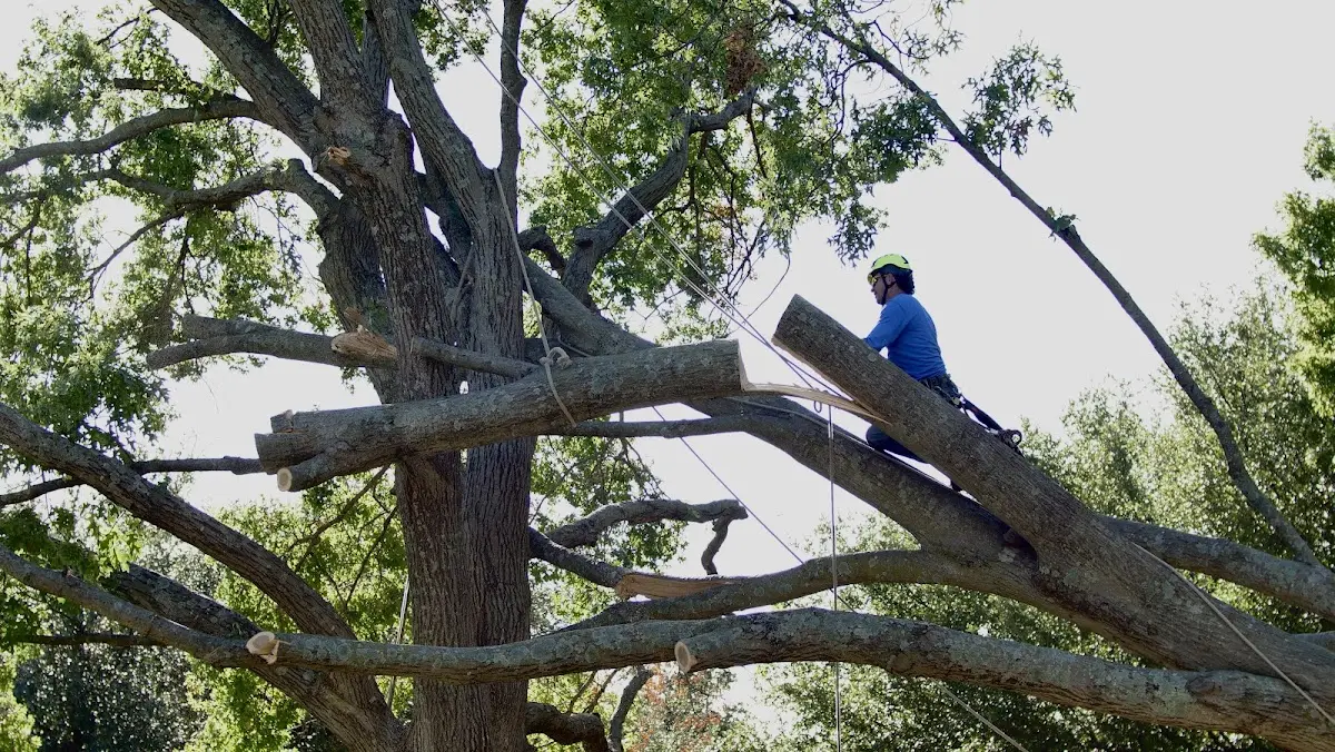 Professional Crown Thinning performed by certified arborists in Ogema